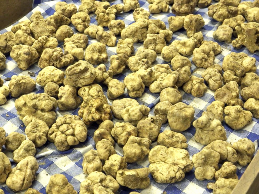 PHOTO: A collection of expensive, Italian white truffles before they are sold at Urbani Tartufi, the company that is said to control 70 percent of the global truffle trade.
