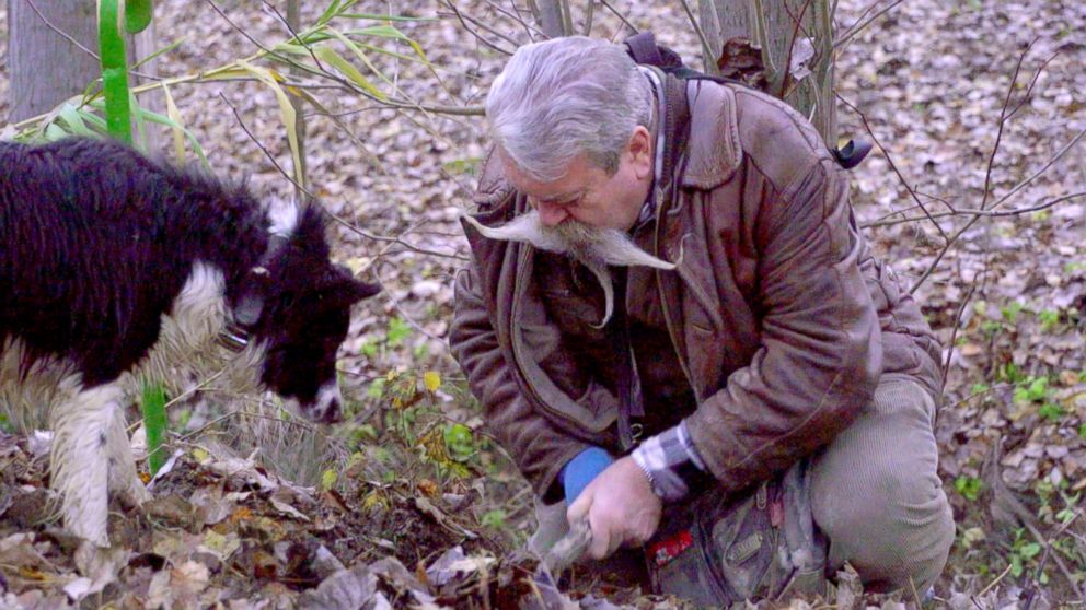 PHOTO: Igor Bianco has over 40 years of experience hunting for truffles in Alba, Italy, one of the most well-known regions where the white truffle can be found.