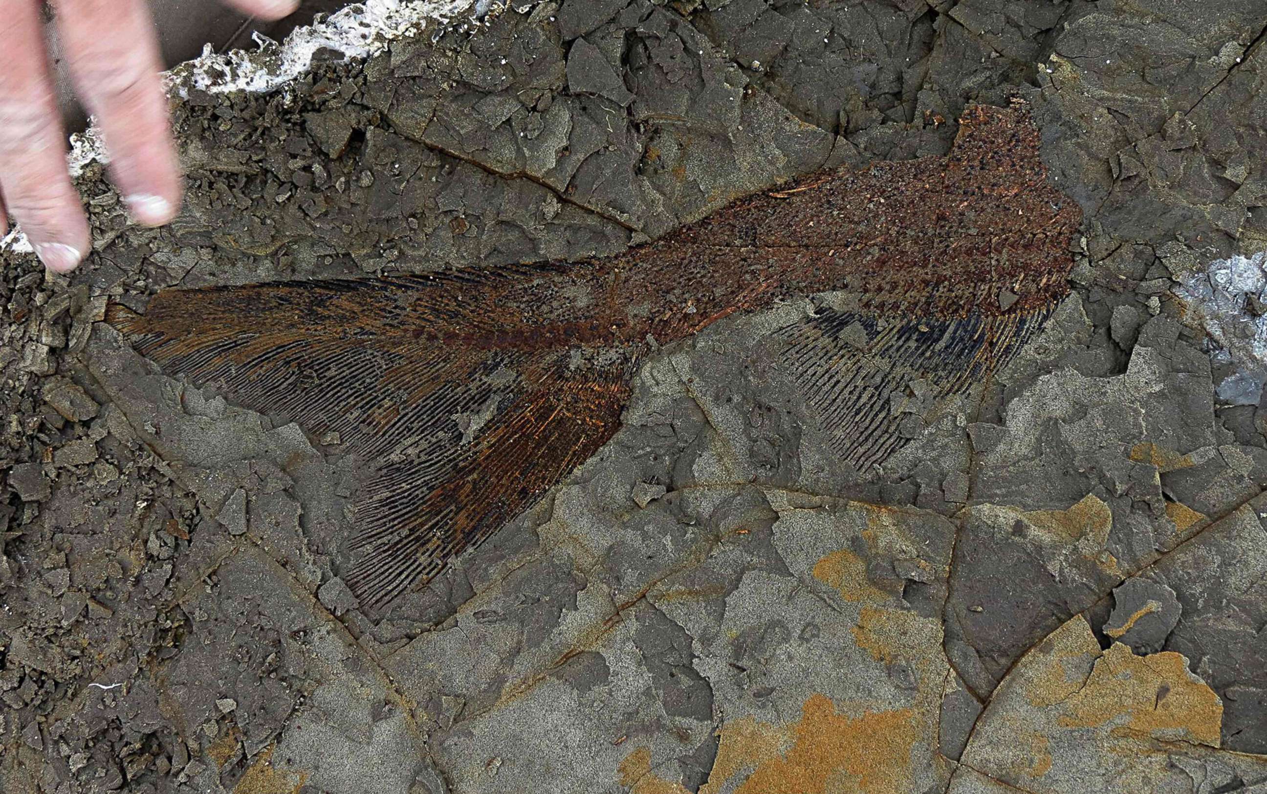 PHOTO: This photo taken, March 29, 2019, by the University of Kansas,shows a partially exposed, perfectly preserved 66-million-year-old fish fossil.