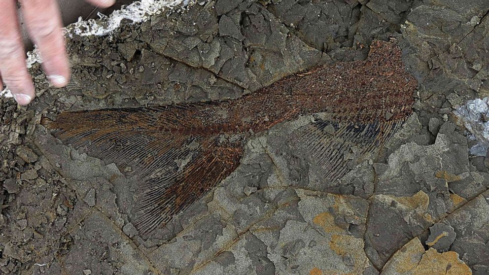 PHOTO: This photo taken, March 29, 2019, by the University of Kansas,shows a partially exposed, perfectly preserved 66-million-year-old fish fossil.