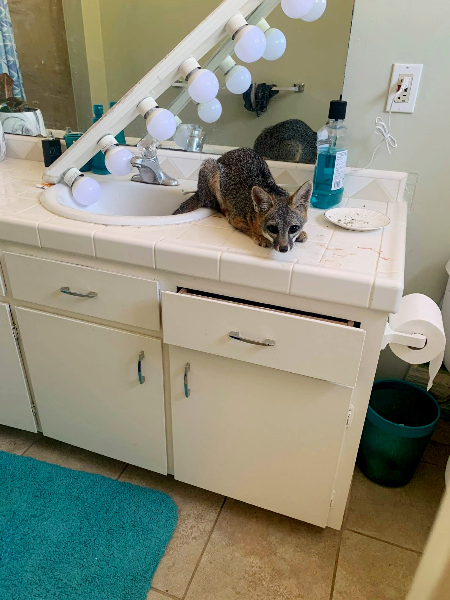 PHOTO: Residents in San Diego discovered a fox that broke into their home and spent the night in their bathroom on Oct. 14, 2019.