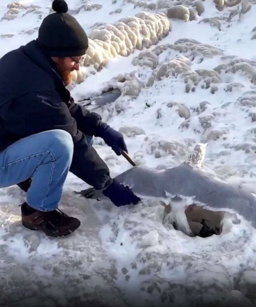 Buffalo residents rescue birds stuck in ice after historic winter storm -  Good Morning America