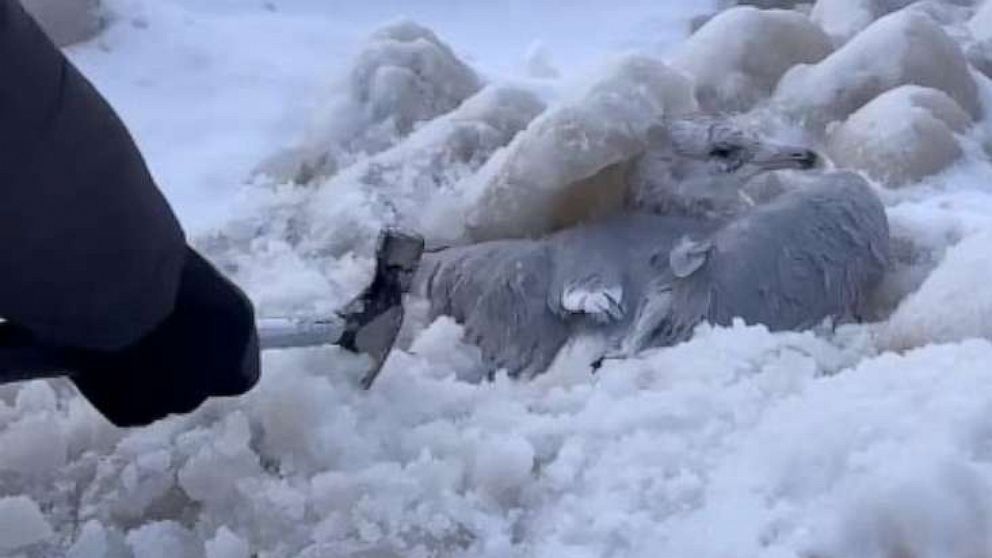 A Buffalo couple rescued 16 birds stuck in ice along LaSalle Park's waterfront after a historic winter storm swept through the region. 