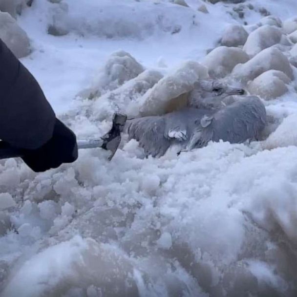 Buffalo residents rescue birds stuck in ice after historic winter storm - Good Morning America