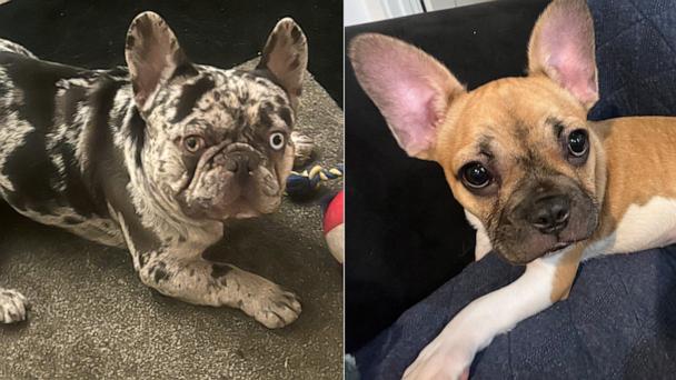 French bulldog owners on edge as violent dognapping incidents on the rise - Vimarsana News