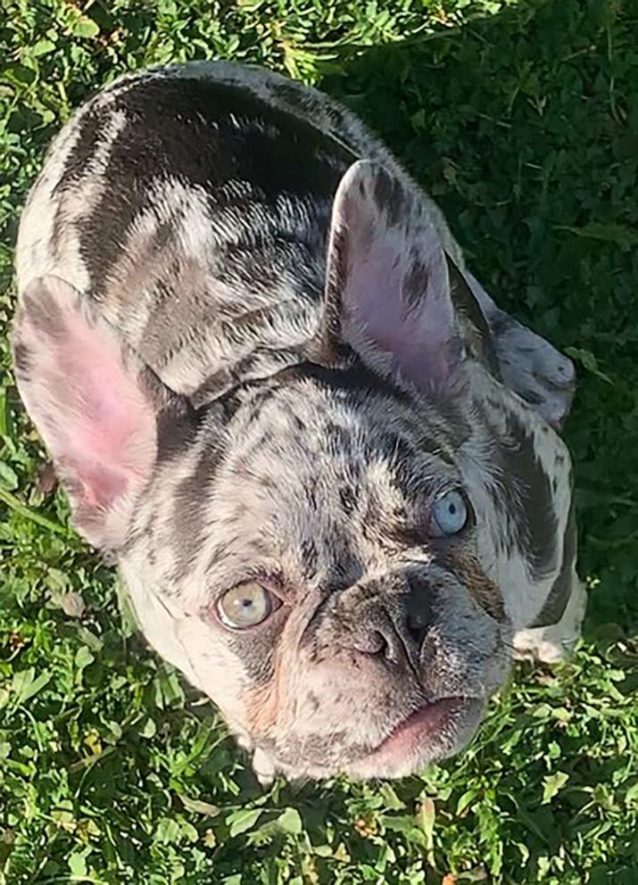 French bulldog hot sale photos