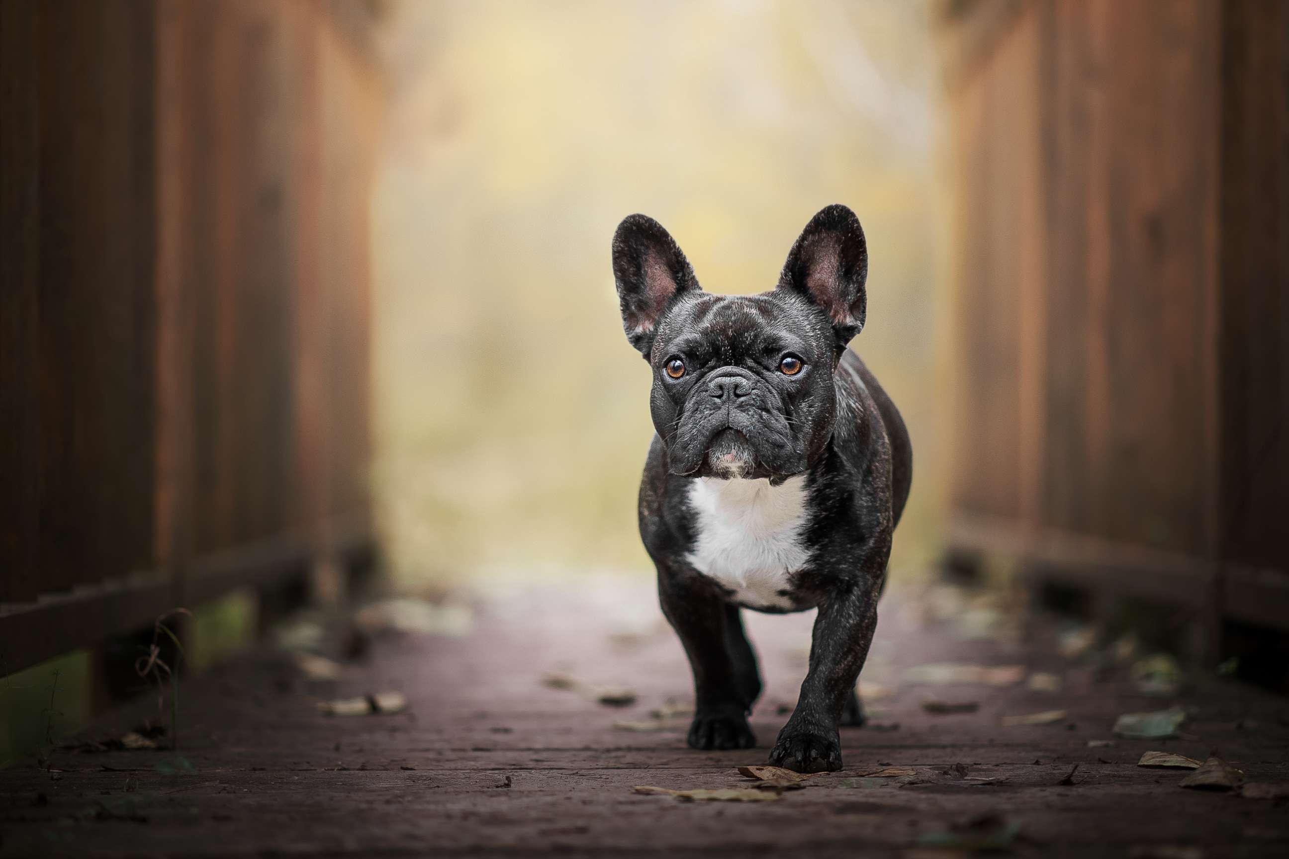 PHOTO: In this undated file photo, a French bulldog is shown.