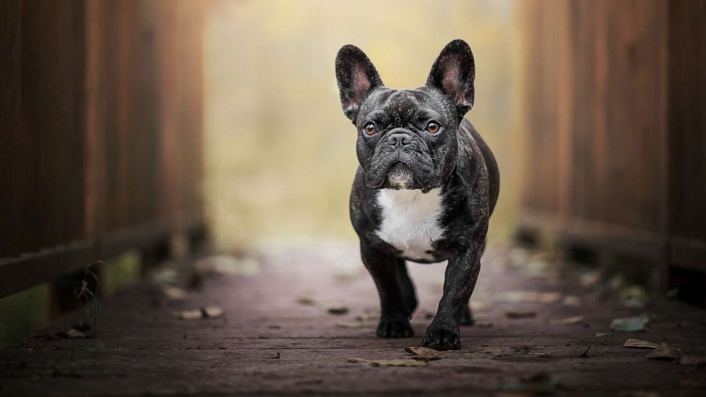 French bulldog stolen in California recovered in Pennsylvania amid rise in thefts of the dog breed