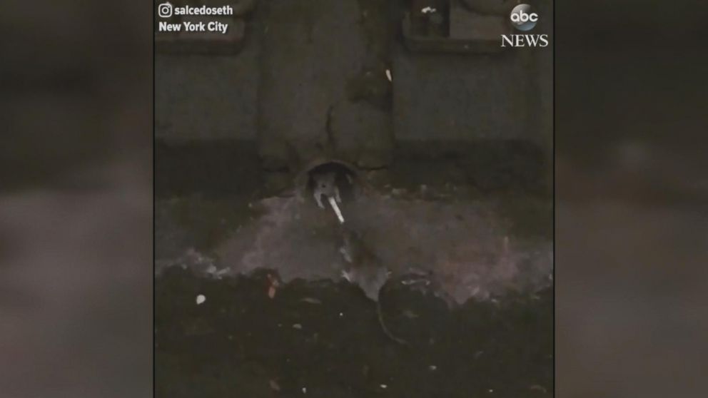 PHOTO: Two rats were seen battling it out for a french fry in a New York City subway. 