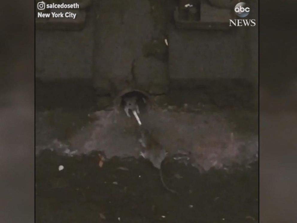 PHOTO: Two rats were seen battling it out for a french fry in a New York City subway.