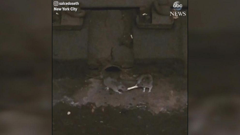 Hunger games: Rats battle it out for a french fry in New York - ABC News