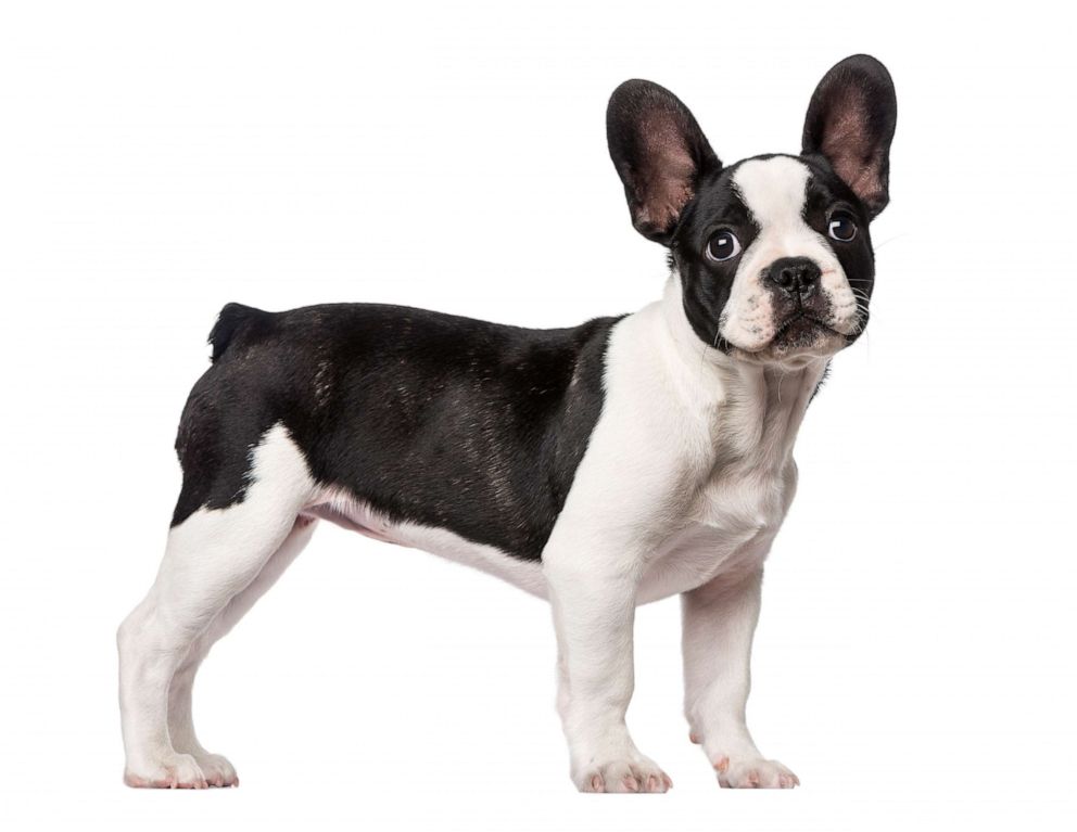 PHOTO: A stock photo of a French bulldog. 