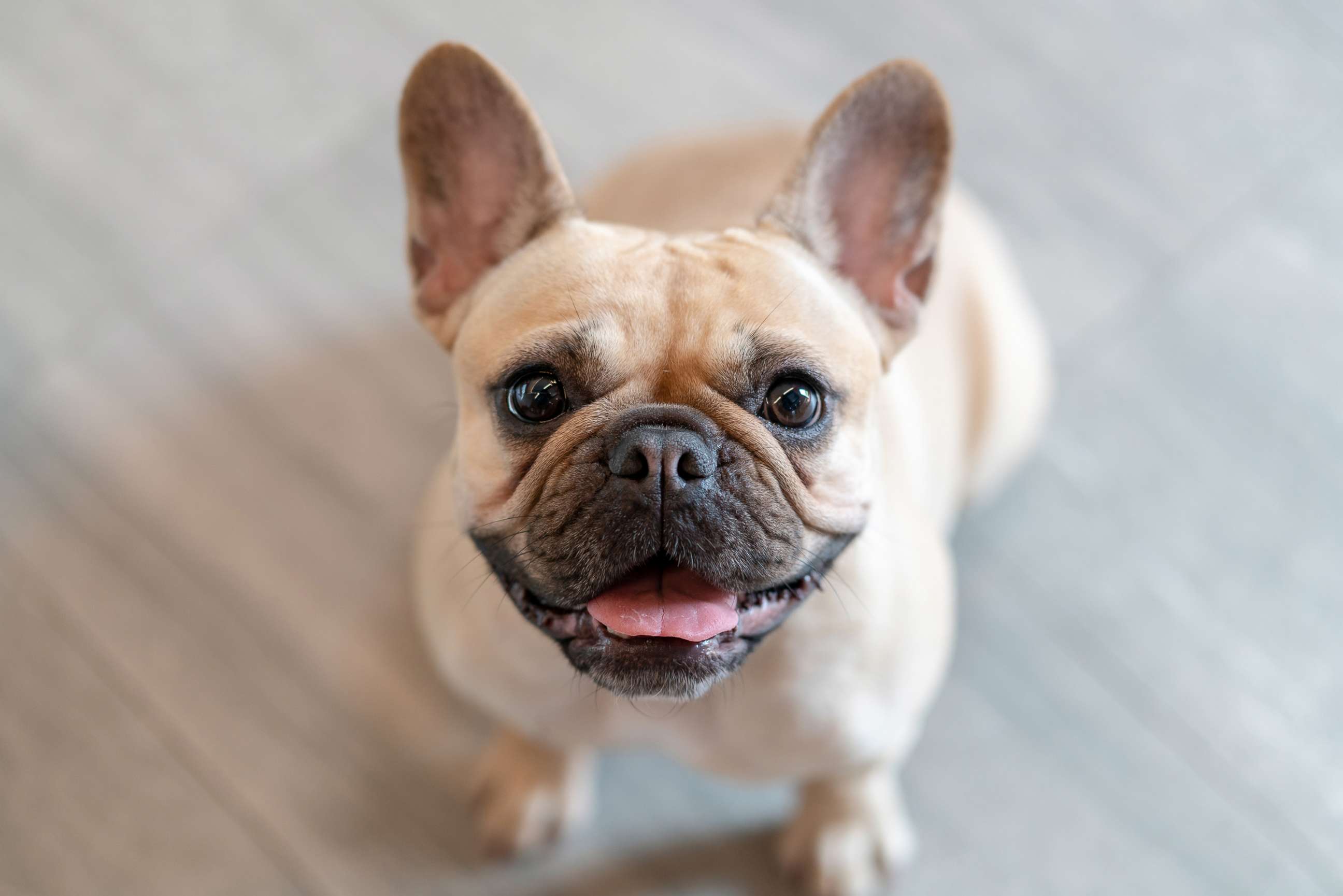 PHOTO: An undated stock photo of a French bulldog.