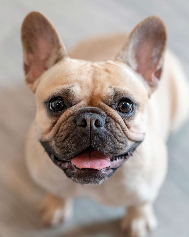 French bulldog owner works with police to get stolen pup back as ...