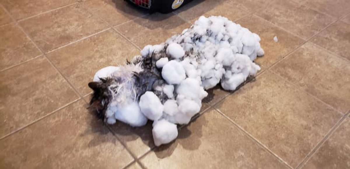 PHOTO: Fluffy was found frozen solid in a snow bank in Kalispell, Montana, on Jan. 31, 2019. The cat has made an amazing, full recovery.