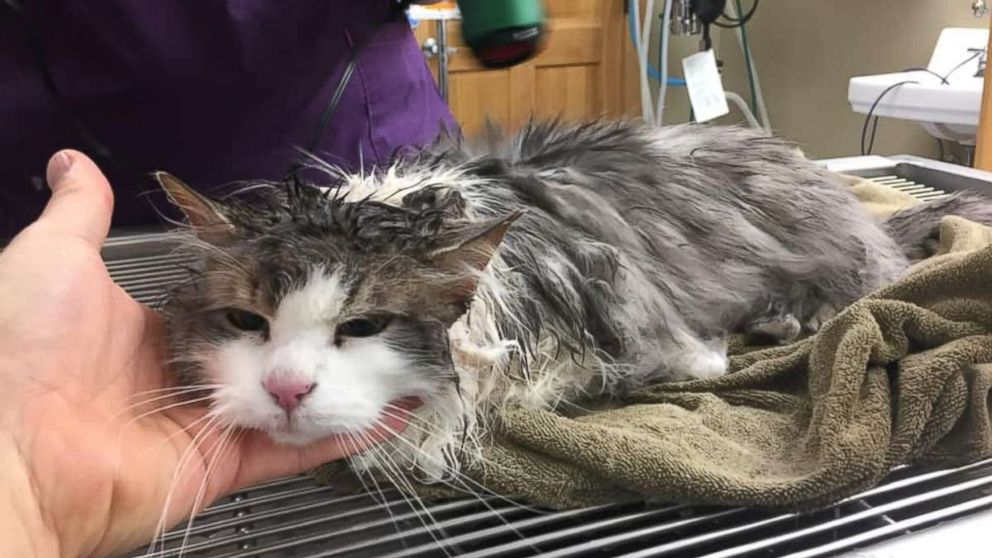 PHOTO: Fluffy was found frozen solid in a snow bank in Kalispell, Montana, on Jan. 31, 2019. The cat has made an amazing, full recovery.