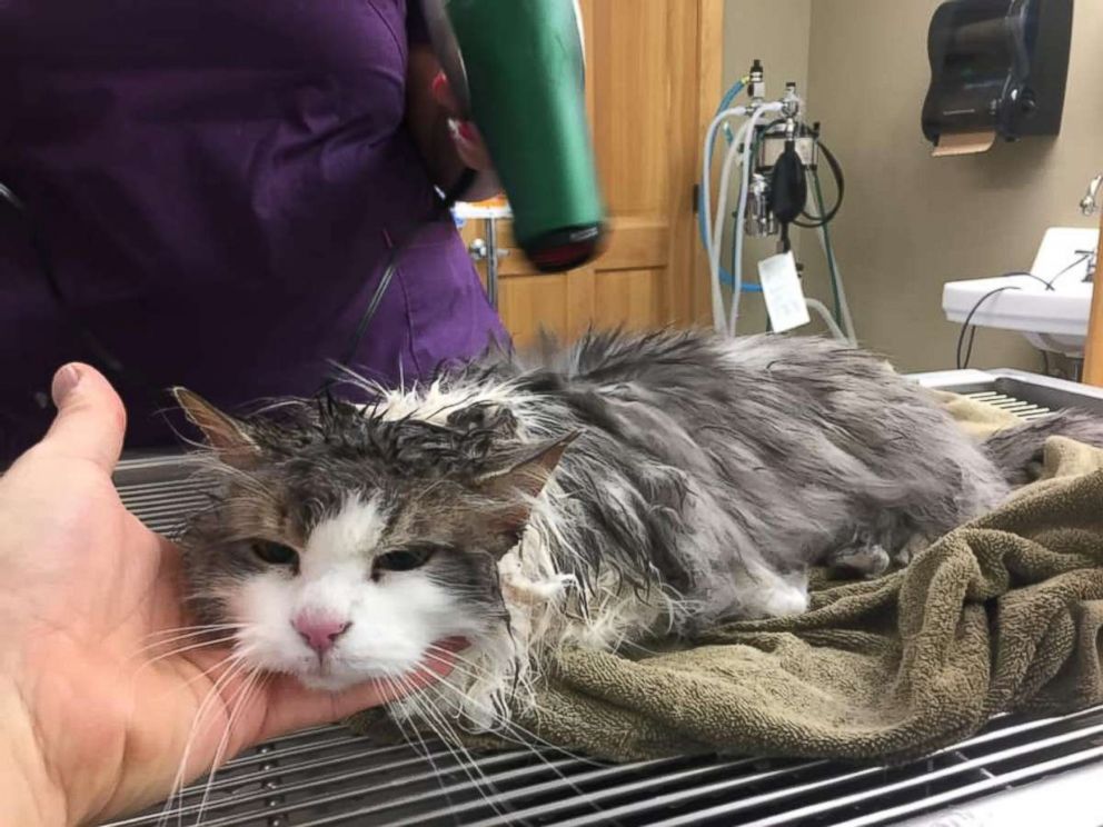 PHOTO: Fluffy was found frozen solid in a snow bank in Kalispell, Montana, on Jan. 31, 2019. The cat has made an amazing, full recovery.