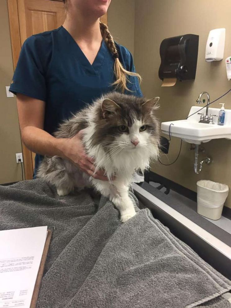 PHOTO: Fluffy was found frozen solid in a snow bank in Kalispell, Montana, on Jan. 31, 2019. The cat has made an amazing, full recovery.