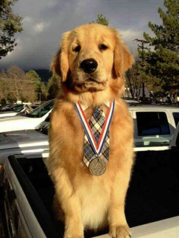 PHOTO: Maximus Mighty-Dog Mueller, II, has been mayor of Idyllwild, California, since July 2013. 