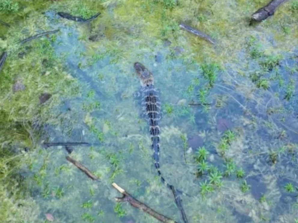 PHOTO: An alligator was spotted in a pond behind a school in Bedford, Michigan.