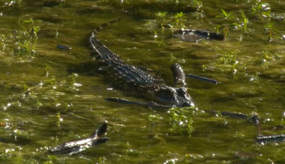 PHOTO: An alligator was spotted in a pond behind a school in Bedford, Michigan.