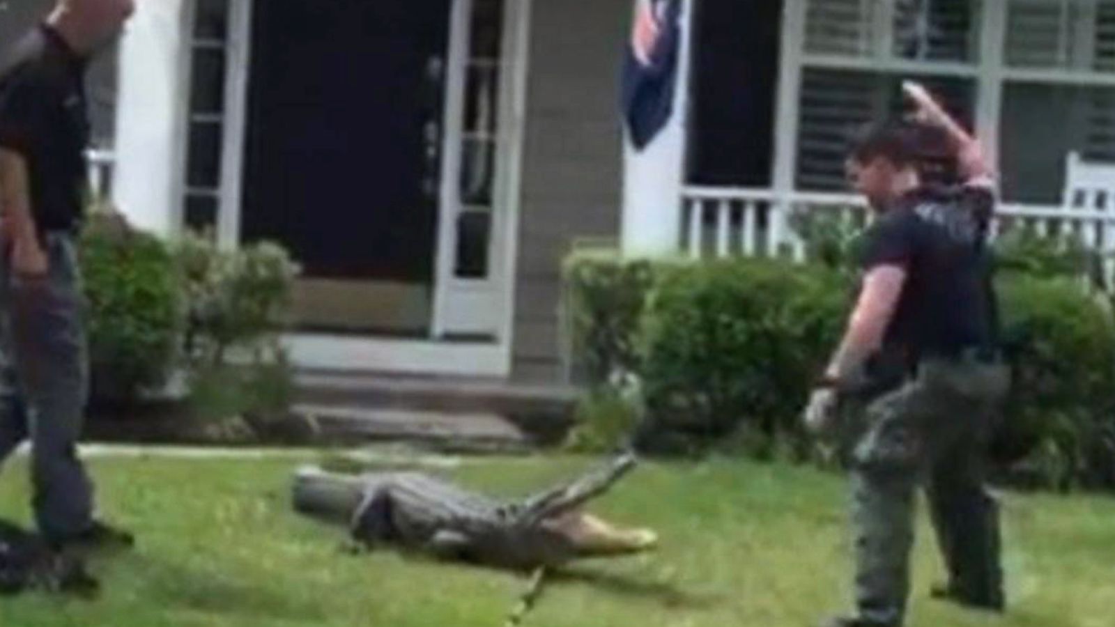 Animal control officers wrangle gator on South Carolina front porch, video  shows - ABC News