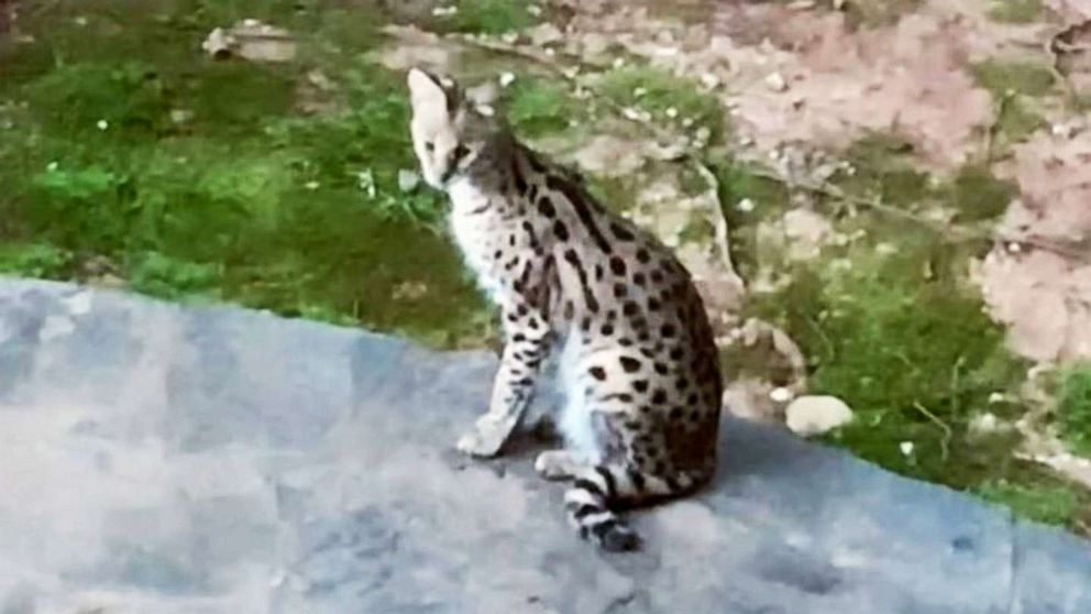 PHOTO: The Georgia Department of Natural Resources said it is searching for a serval, which is a large exotic cat that is native to Africa.