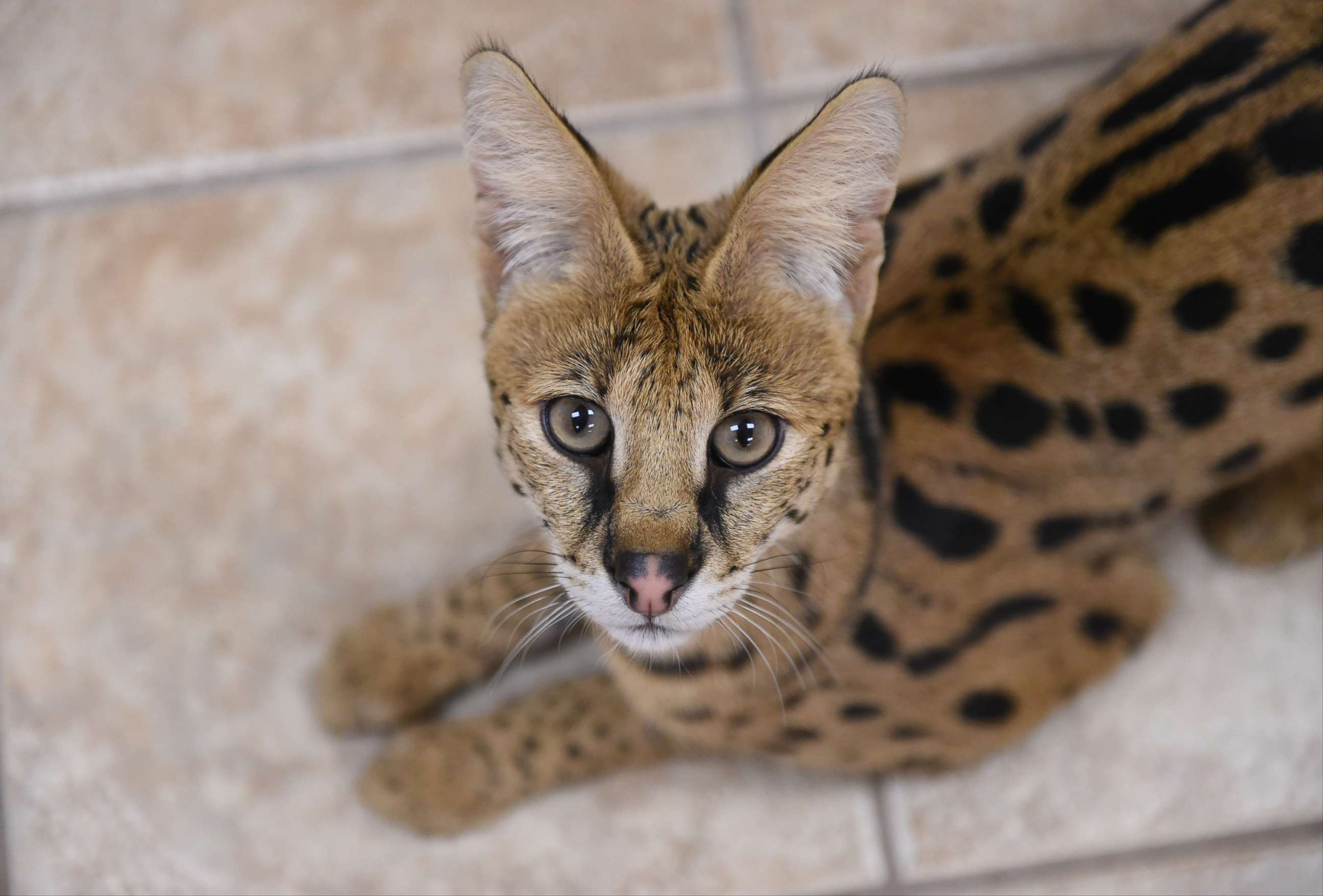 PHOTO: A serval cat, similar to the one pictured in this file image, is being searched for in Georgia.   An African serval is housed at the Animal Rescue League, Nov. 11. 2017.