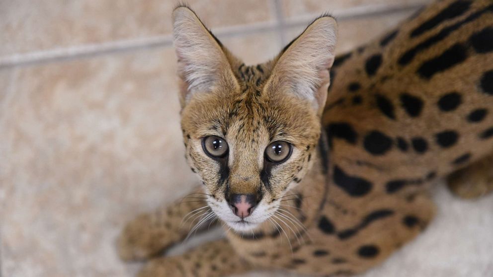 Search launched for exotic cat that appeared in Georgia woman's bedroom