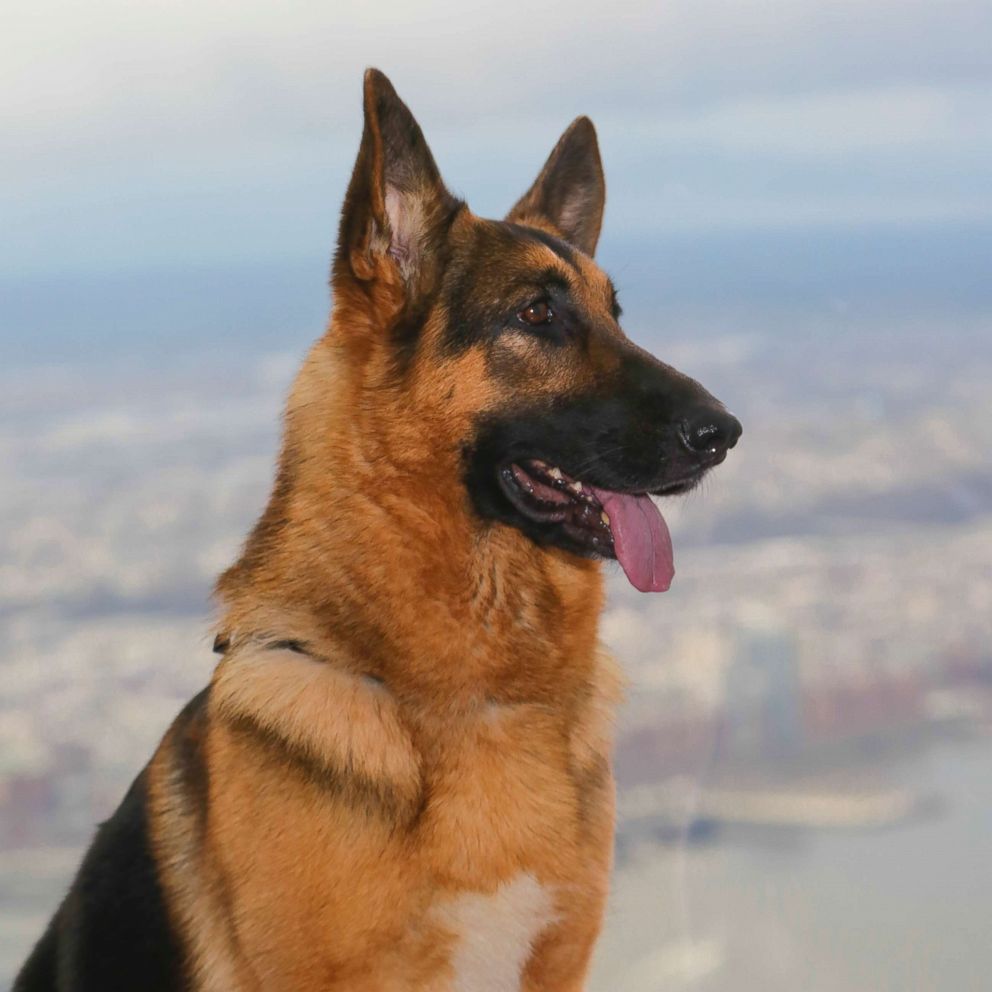 PHOTO: Best In Show winner at the 2017 Westminster Kennel Club Dog Show "Rumor", a 5 year old German Shepherd, poses for photographs during his visit to One World Observatory on Feb.15, 2017 in New York.