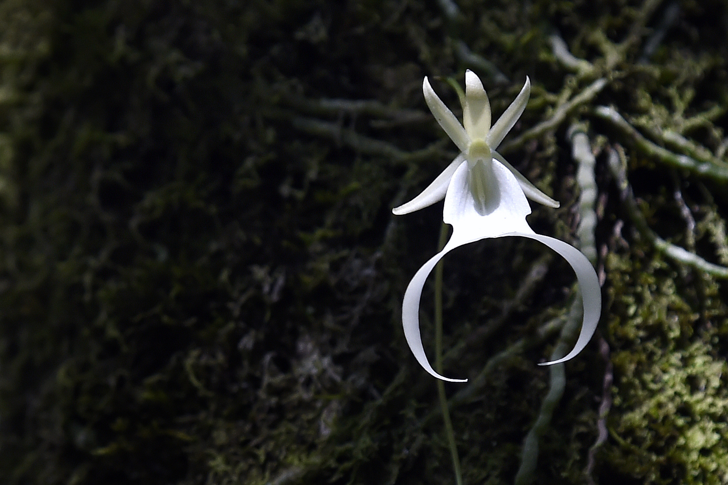 PHOTO: In this June 29, 2016, file photo, a twenty year old Ghost Orchid blooms for only the second time in the swamp at Fakahatchee Strand Preserve State Park in Copeland, Fla. 