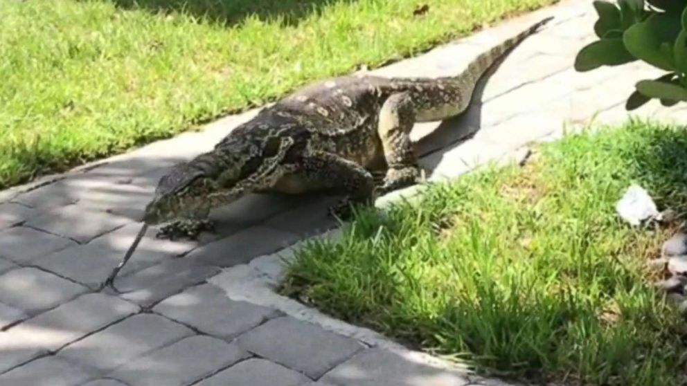Giant Lizard Terrorizes Florida Family After Moving Into Their Backyard Abc News
