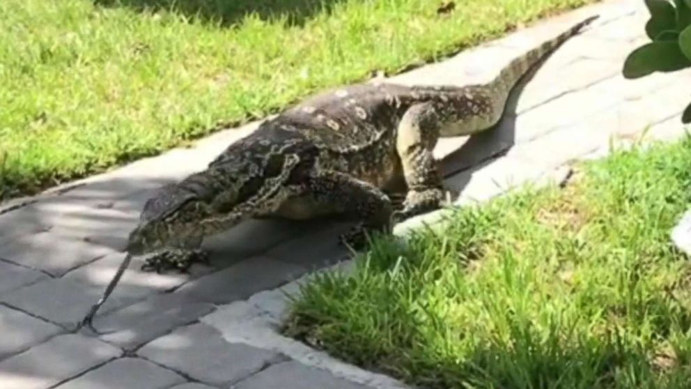 PHOTO: A six-foot water monitor has been visiting a family's back yard in Davie, Fla., for the last three weeks.