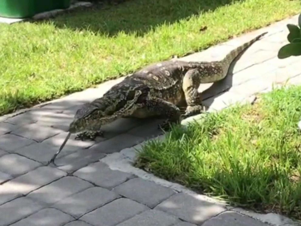 Giant lizard terrorizes Florida family after moving into their backyard