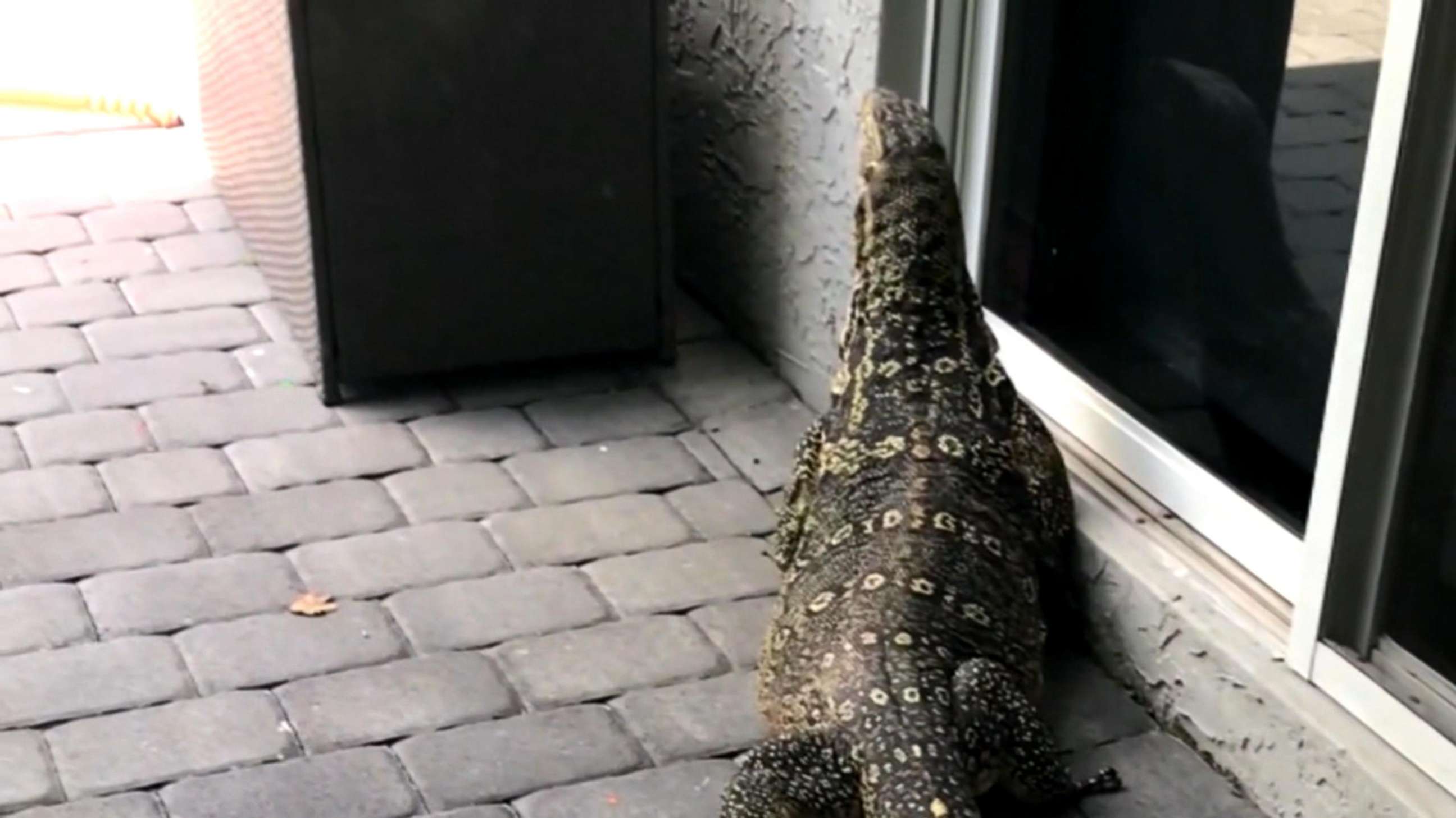 PHOTO: A six-foot water monitor investigates the back door to a family's home in Davie, Fla.