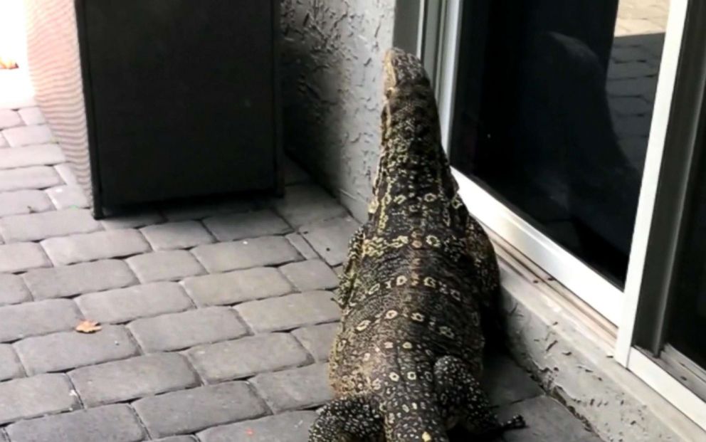 Giant lizard terrorizes Florida family after moving into ...