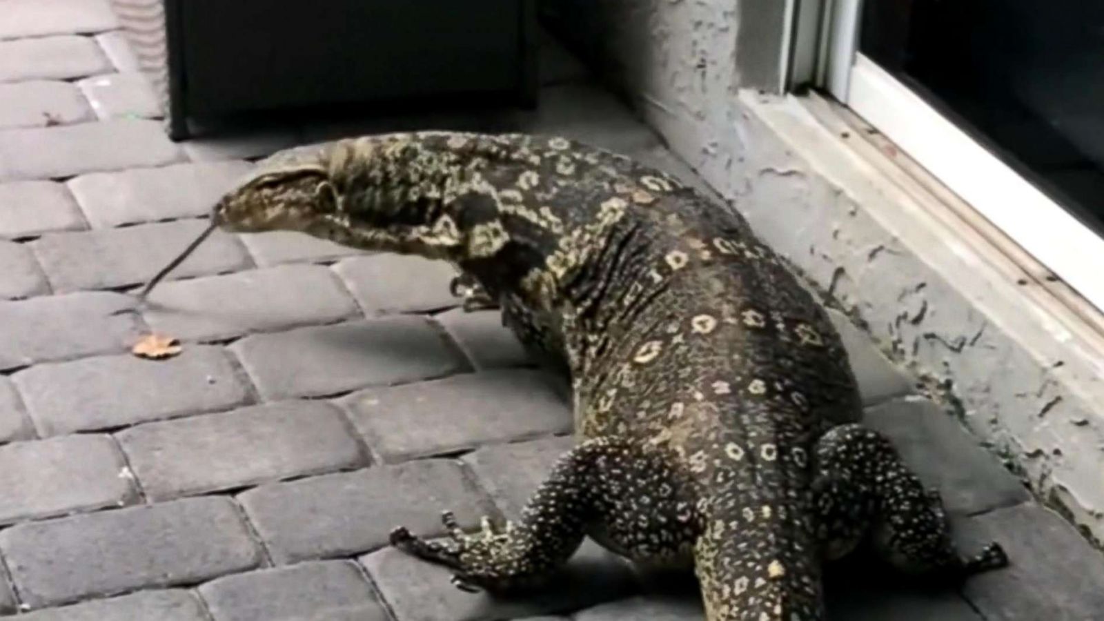 huge nile monitor lizard