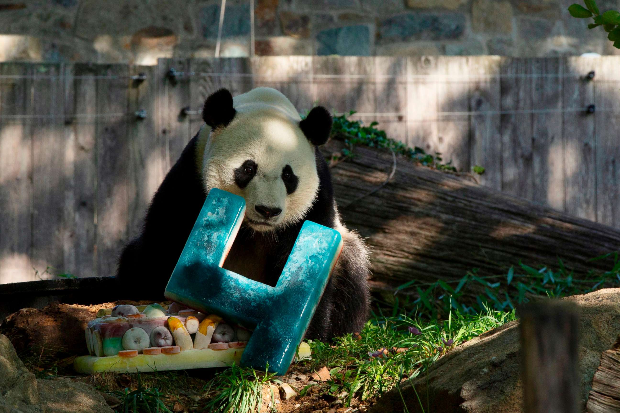 PHOTO: Giant panda Bei Bei is pictured with his frozen 4th birthday cake at the Smithsonian National Zoo in Washington, D.C., on Aug. 22, 2019.
