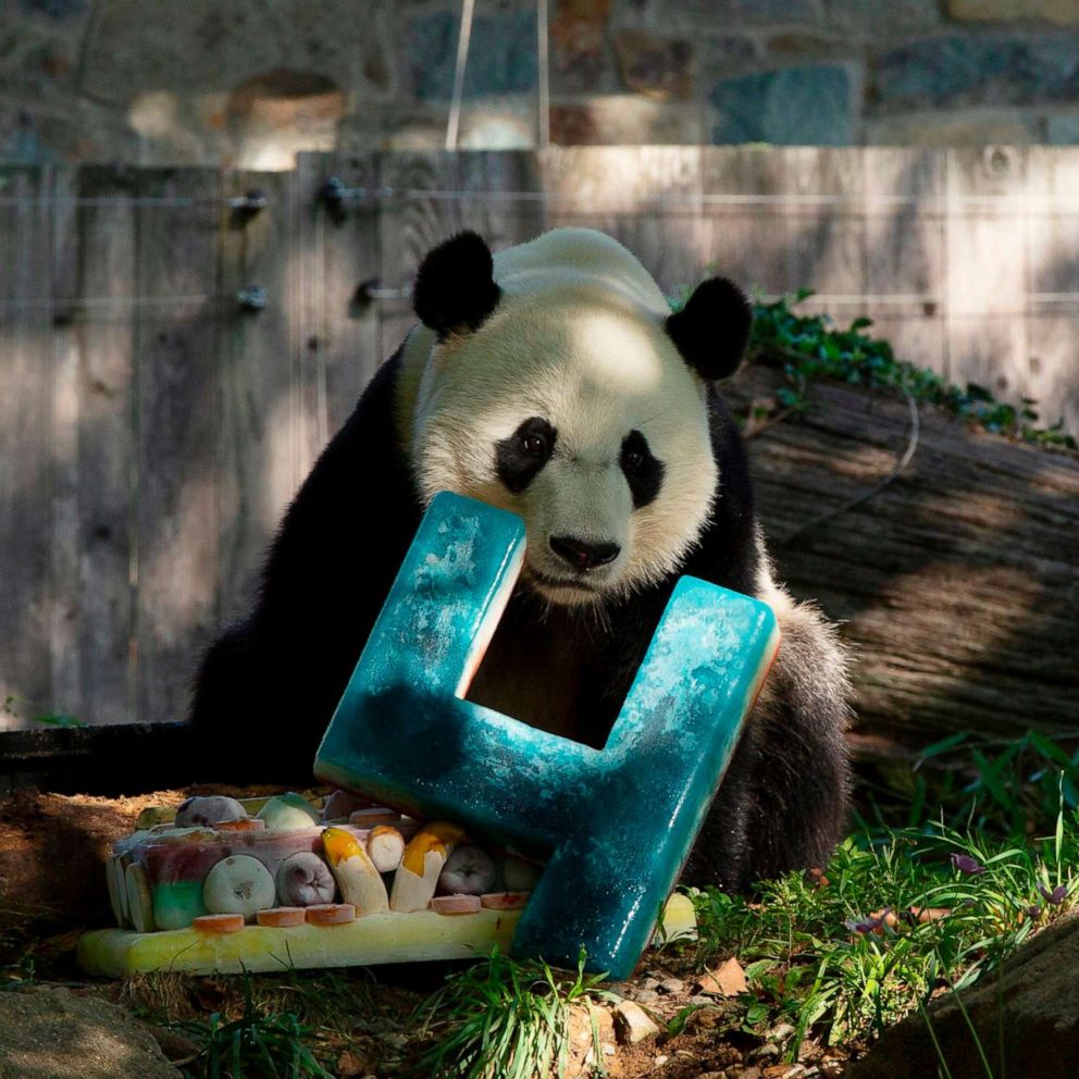 National Zoo's giant panda, Bei Bei, turns 4 but soon headed back to China  - ABC News