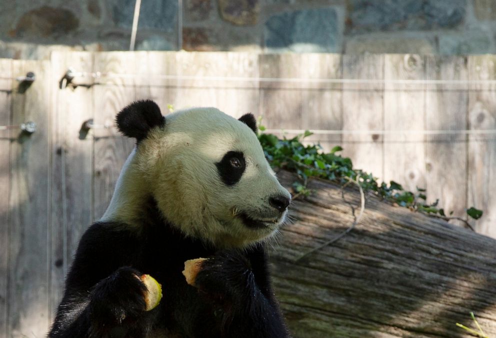 PHOTO: Giant panda Bei Bei eats his 4th birthday cake at the Smithsonian National Zoo in Washington, D.C., on Aug. 22, 2019.