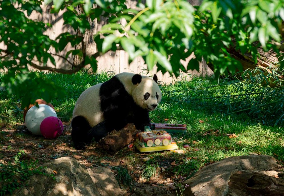 PHOTO: Giant panda Bei Bei walks by his frozen 4th birthday cake at the Smithsonian National Zoo in Washington, D.C., on Aug. 22, 2019.