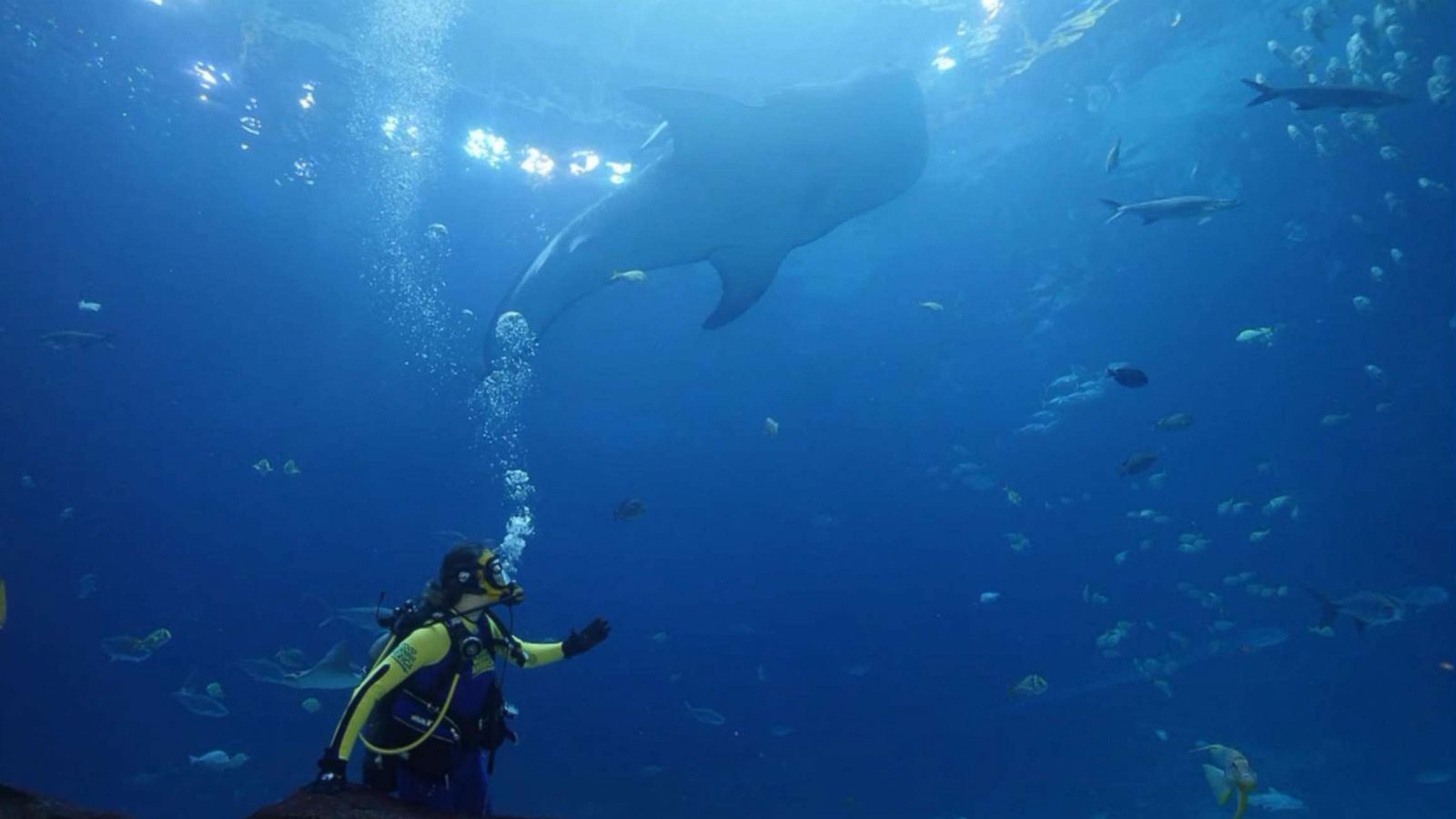 PHOTO: ABC News' chief meteorologist Ginger Zee swims with sharks at the Georgia Aquarium.