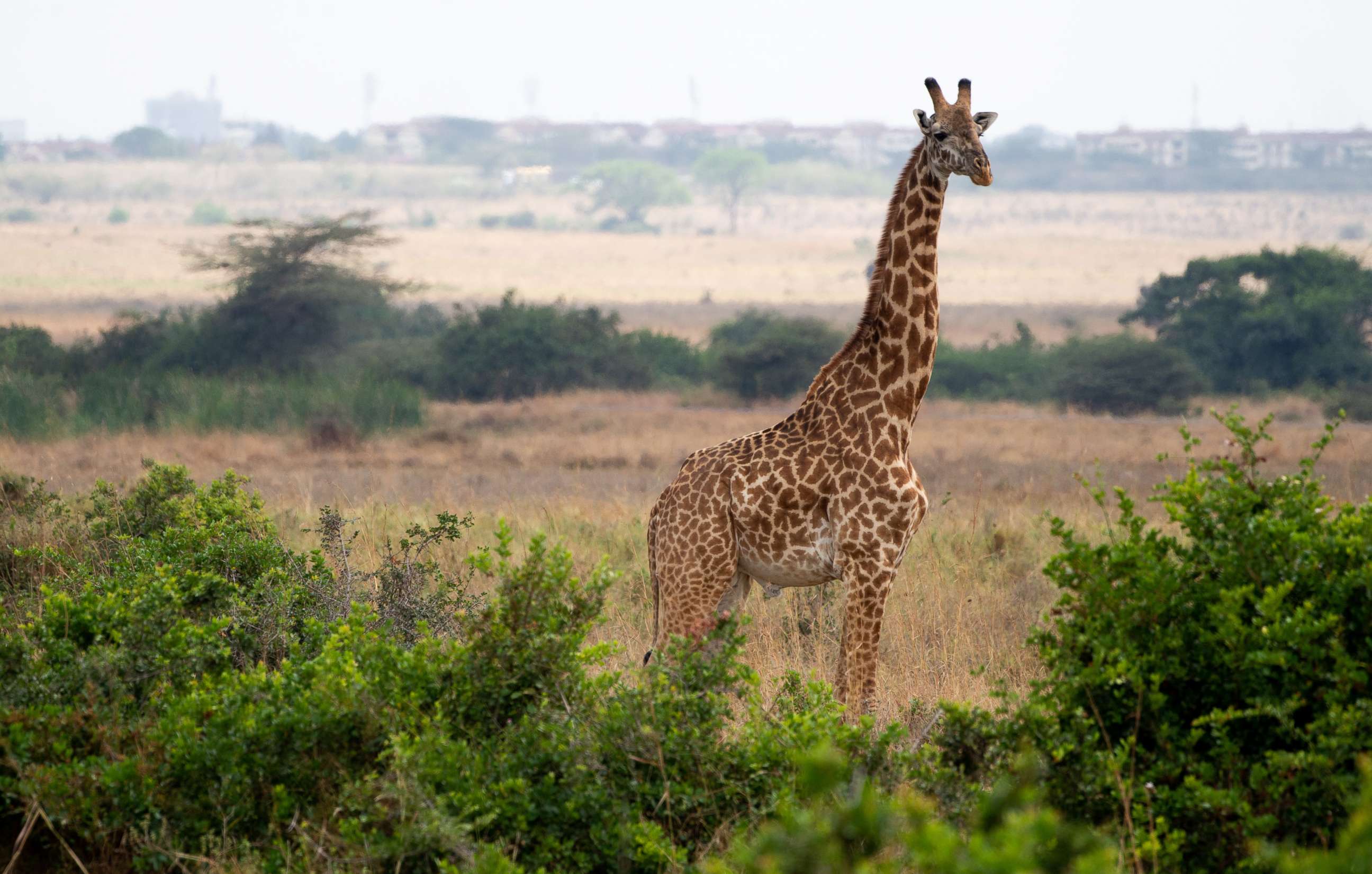 PHOTO: A giraffe is seen at the Nairobi National Park in Nairobi on Oct. 5, 2018.