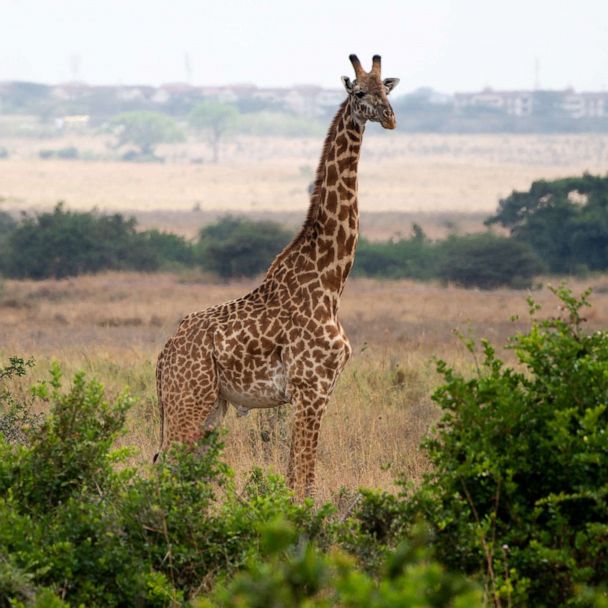US looking into listing giraffes as endangered species - ABC News