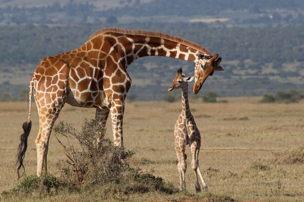PHOTO: Reticulated Giraffes are shown on the plains of Laikipia in Kenya.