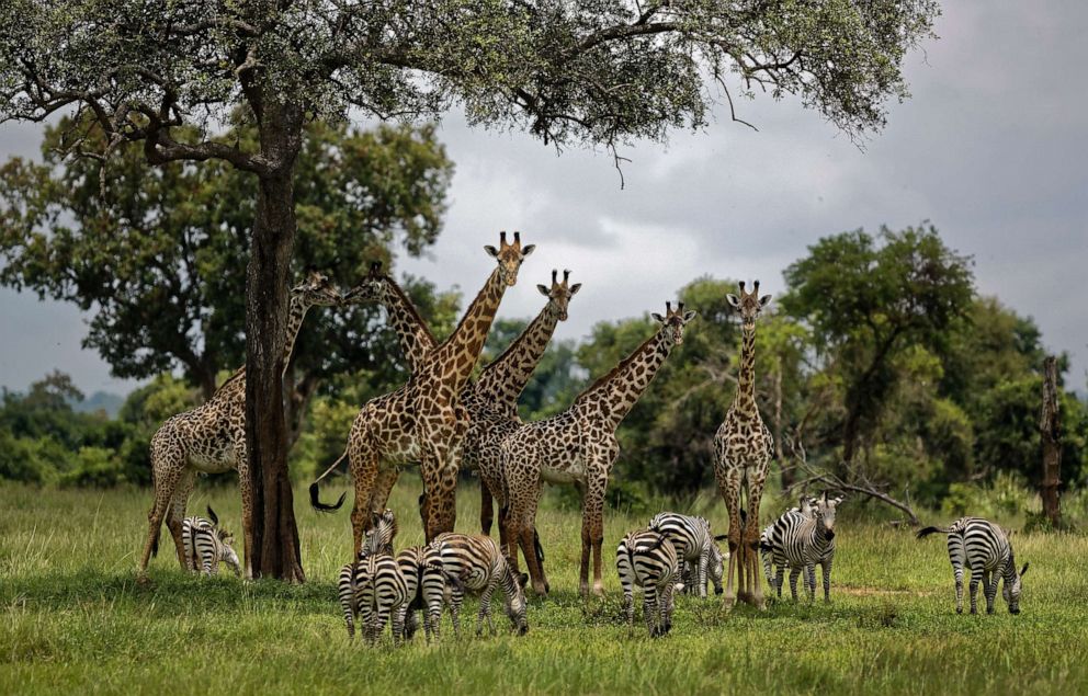 PHOTO: Giraffes and zebras congregate under the shade of a tree in the afternoon in Mikumi National Park, Tanzania, March 20, 2018.