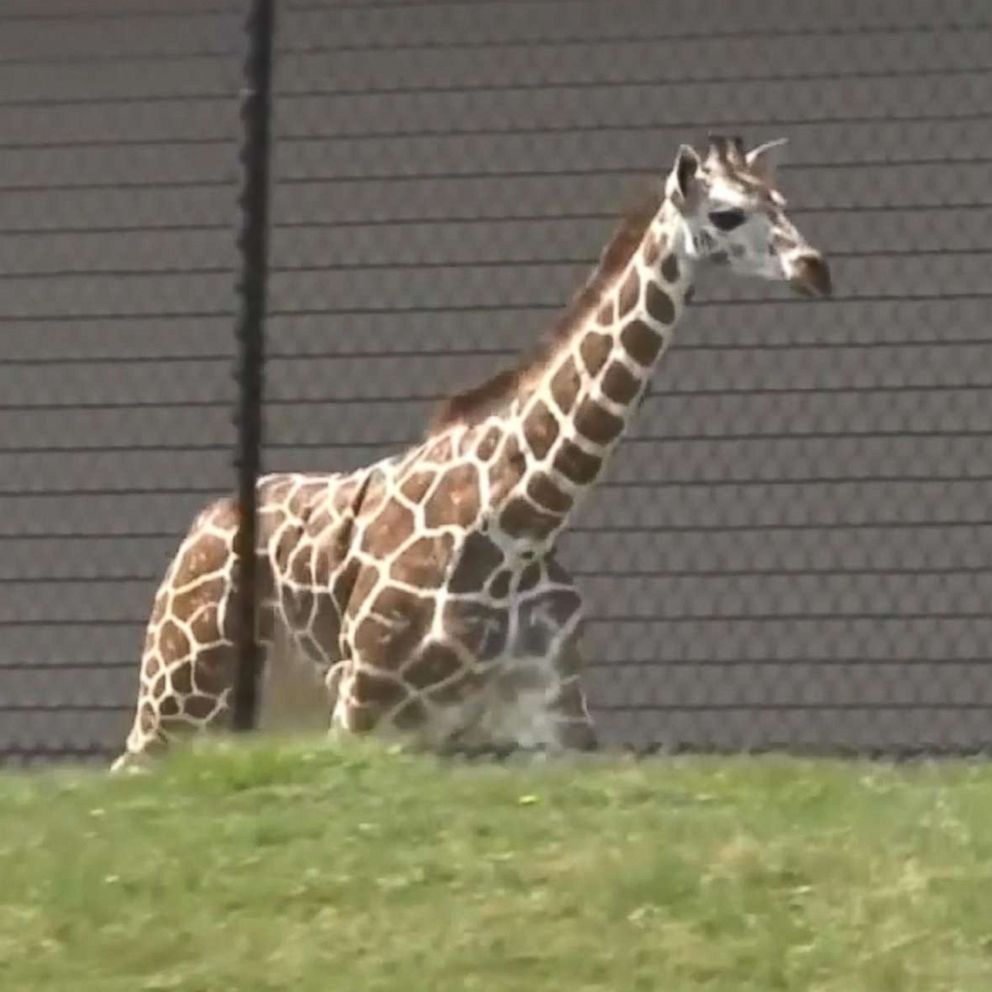 VIDEO: On Monday, Thabisa, a nearly 6-month-old female giraffe, got loose at the Fort Wayne Children's Zoo.