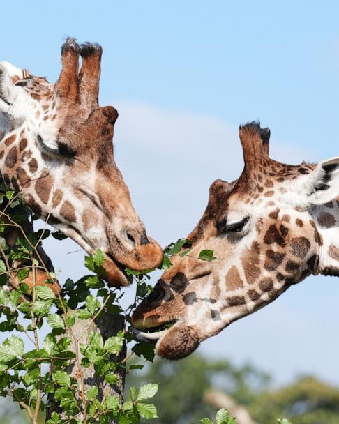 Giraffes need endangered species protection for the first time, US
