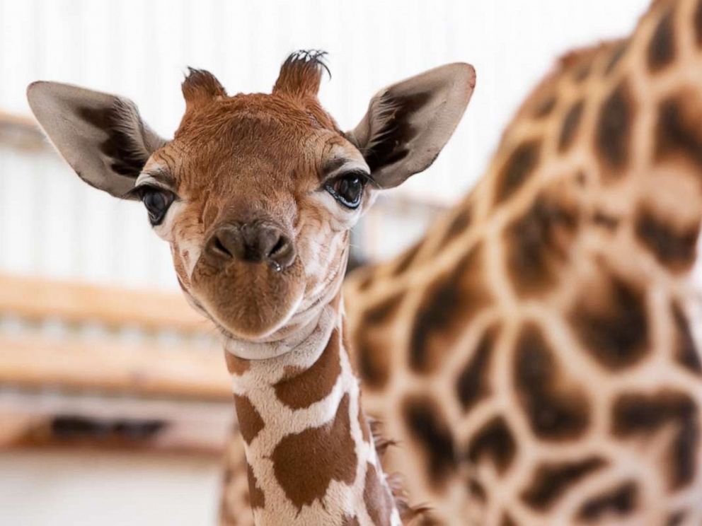 Download Woodland Park Zoo Welcomes New Baby Giraffe And It S A Boy Abc News
