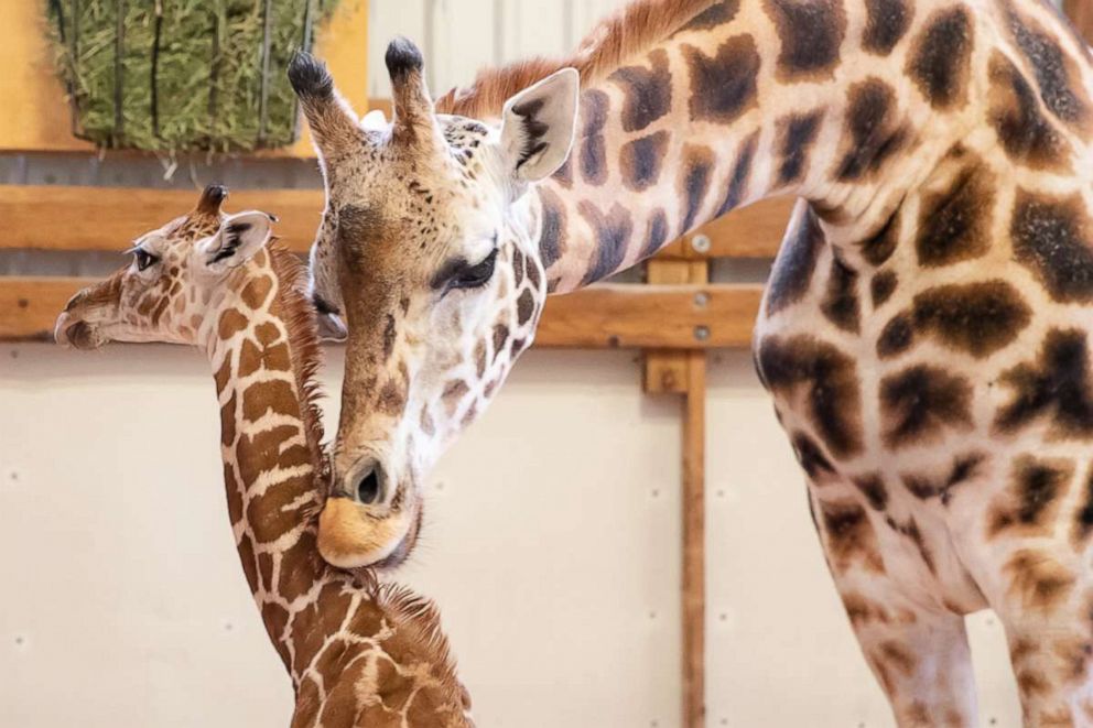 PHOTO: Woodland Park Zoo's new baby giraffe is pictured with mother Olivia, 12, in Seattle.